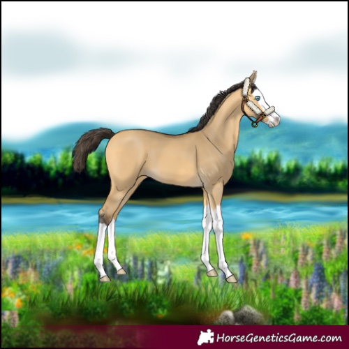 Horse Color:Buckskin Dun Splash 