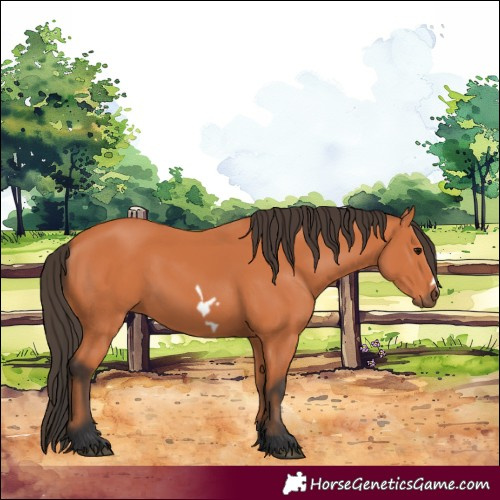 Horse Color:Bay Frame