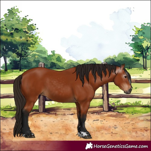 Horse Color:Gray Bay