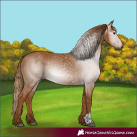 Horse Color:Gray Chestnut 