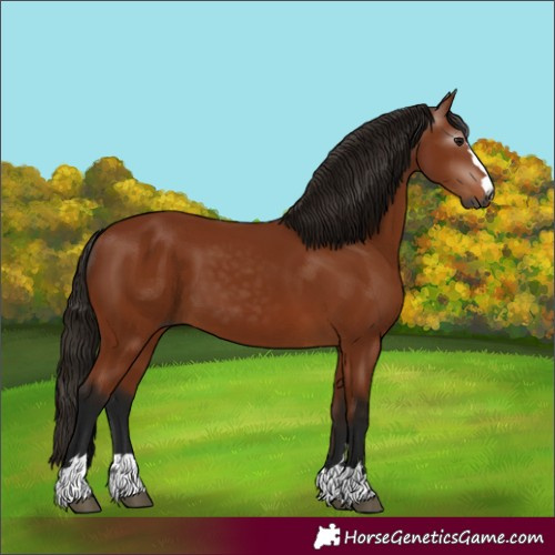 Horse Color:Gray Bay