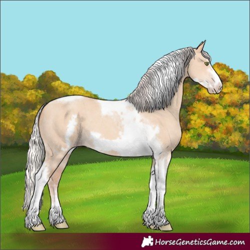 Horse Color:Silver Amber Champagne Dun Sabino Tobiano Frame Rabicano 