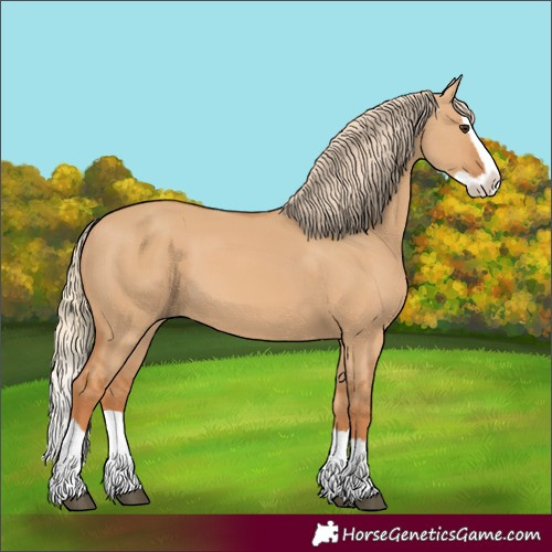 Horse Color:Red Dun Splash