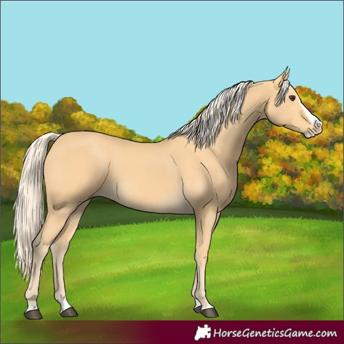 Horse Color:Palomino Splash