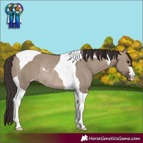 Horse Color:Brown Dun Tobiano Appaloosa Rabicano 