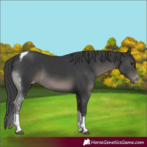 Horse Color:Unknown