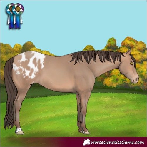 Horse Color:Amber Champagne Appaloosa 