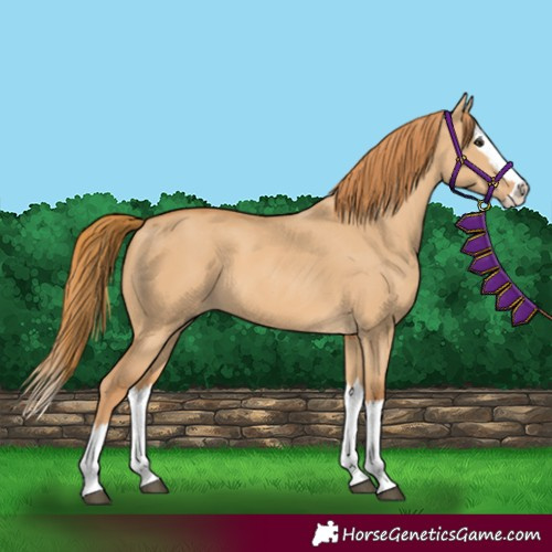 Horse Color:Red Dun Splash