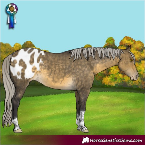Horse Color:Silver Buckskin Dun Tobiano Appaloosa Brindle