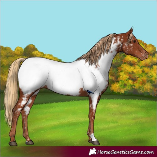 Horse Color:Chestnut Appaloosa 