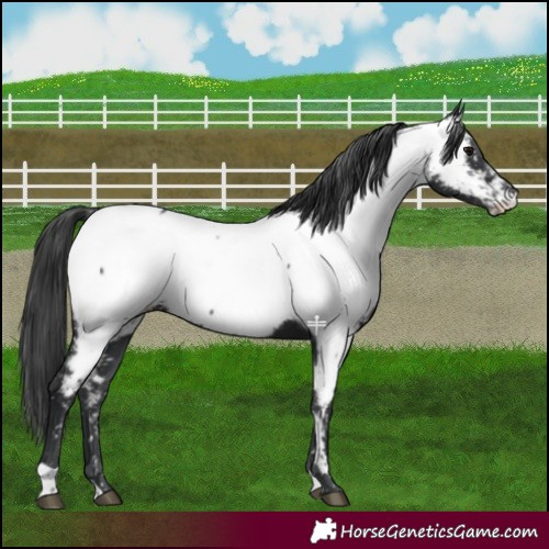 Horse Color:Black Near Fewspot 