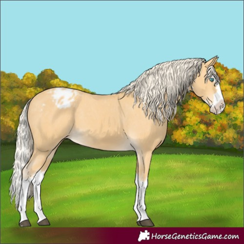 Horse Color:Palomino Splash Appaloosa