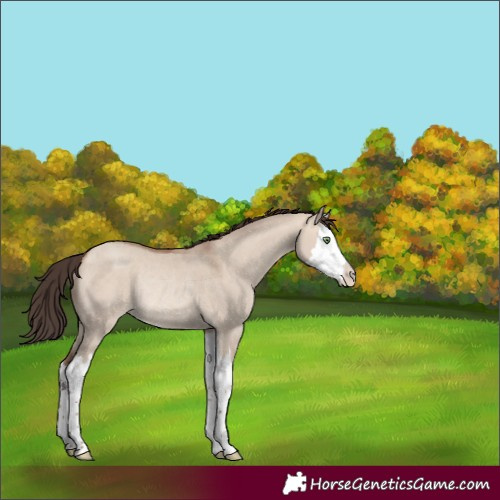 Horse Color:Amber Champagne Dun Splash Rabicano 