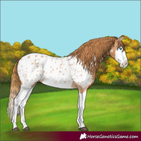Horse Color:Chestnut Splash Appaloosa 