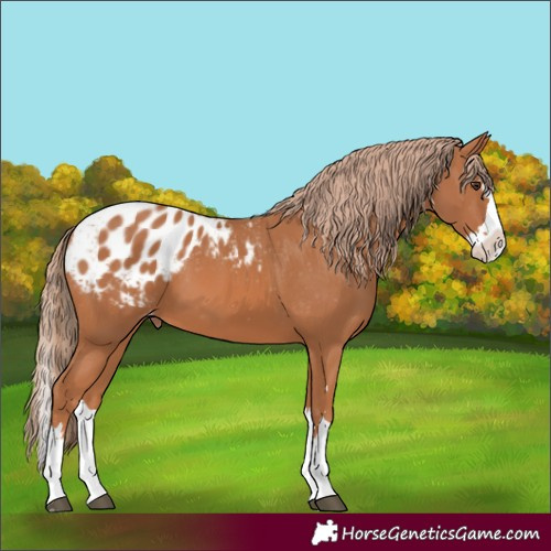Horse Color:Chestnut Splash Appaloosa