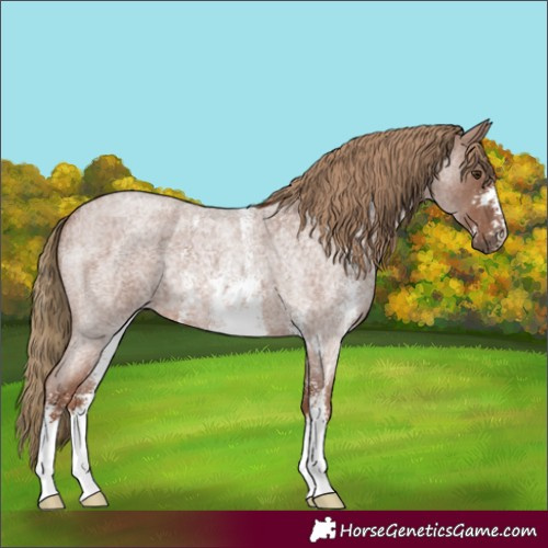 Horse Color:Red Roan Sabino 