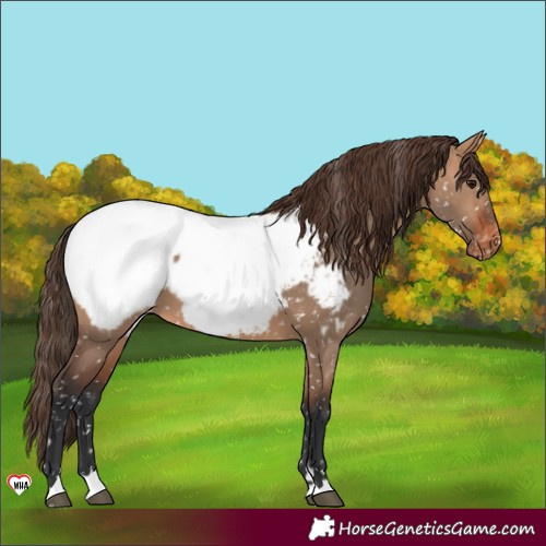 Horse Color:Bay Dun Near Fewspot 