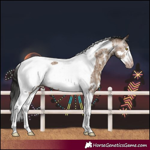 Horse Color:Gray Amber Champagne Sabino Tobiano Frame 