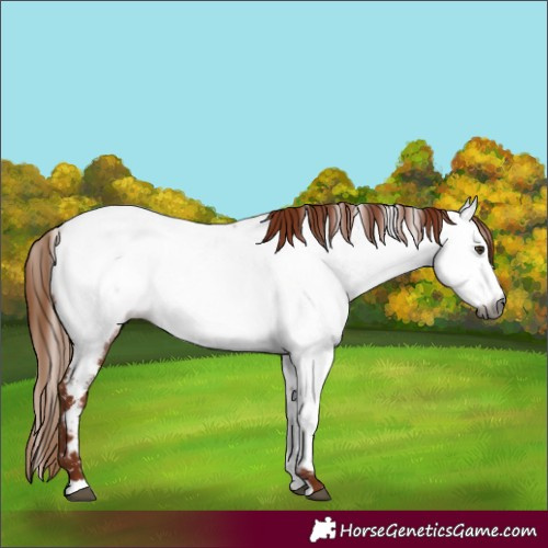 Horse Color:Gray Chestnut Fewspot 