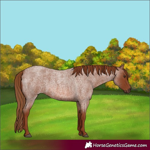 Horse Color:Red Roan 