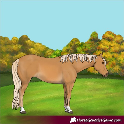 Horse Color:Palomino 
