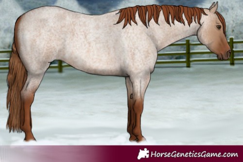 Horse Color:Red Dun Roan