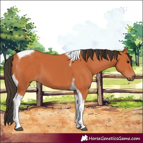 Horse Color:Bay Tobiano 