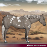 Horse Color:White Spotted Silver Grullo Rabicano