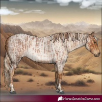 Horse Color:Red Roan  and Palomino Roan 