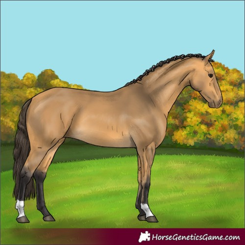 Horse Color:Buckskin 