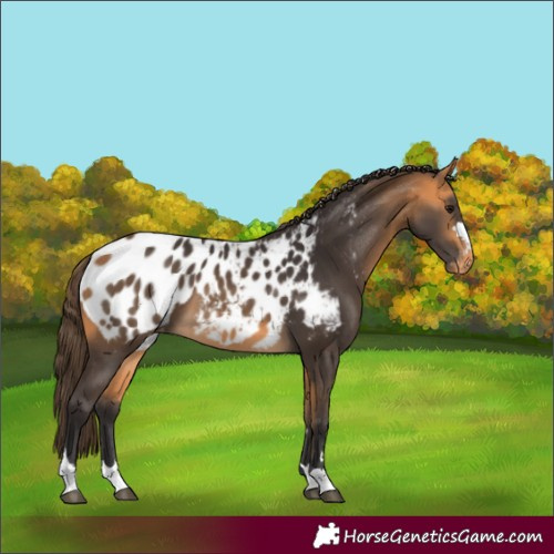Horse Color:Buckskin Appaloosa
