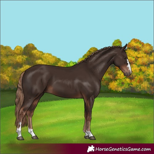 Horse Color:Liver Chestnut 