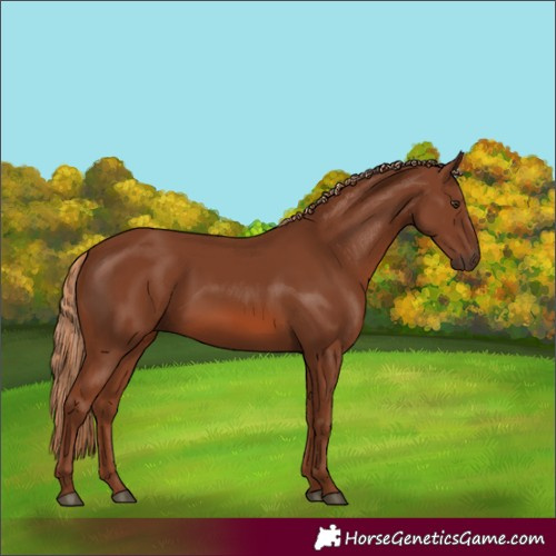 Horse Color:Chestnut 