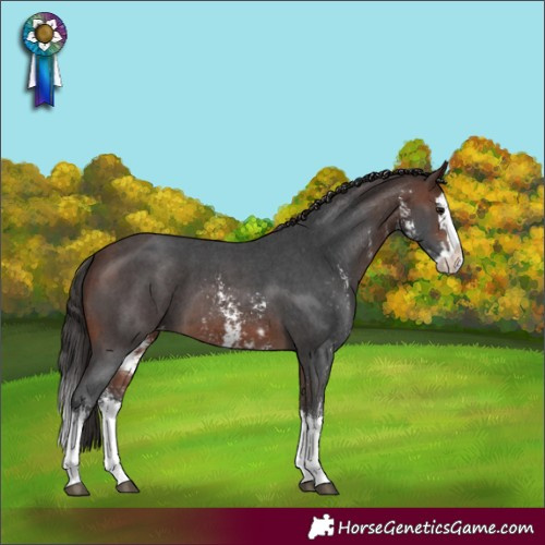 Horse Color:Brown Sabino Splash Appaloosa  and Brown Sabino Splash Appaloosa 