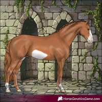 Horse Color:Chestnut Frame 