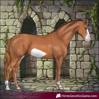 Horse Color:Chestnut Frame