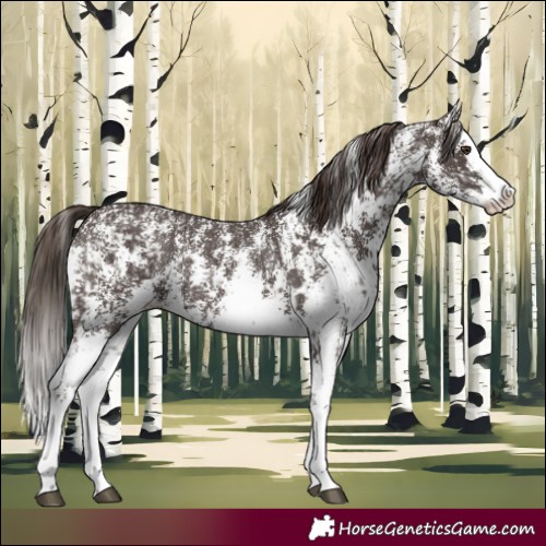 Horse Color:Liver Chestnut Sabino Splash Appaloosa and Liver Chestnut Sabino Splash Appaloosa Rabicano