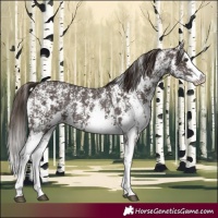 Horse Color:Liver Chestnut Sabino Splash Appaloosa and Liver Chestnut Sabino Splash Appaloosa Rabicano