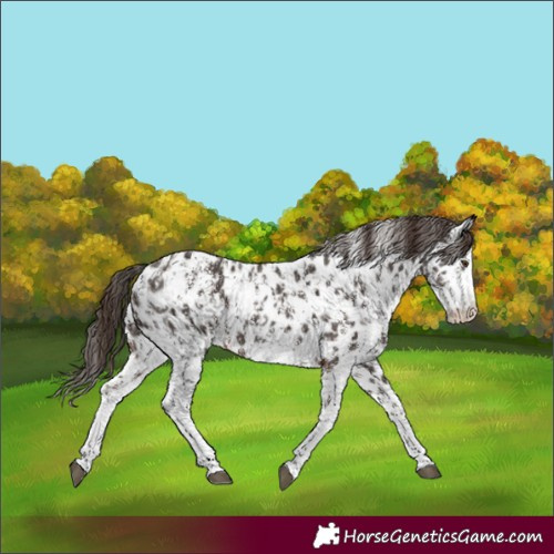 Horse Color:Liver Chestnut Sabino Splash Appaloosa  and Liver Chestnut Sabino Splash Appaloosa 