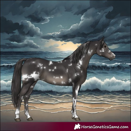 Horse Color:White Spotted Smoky Black 