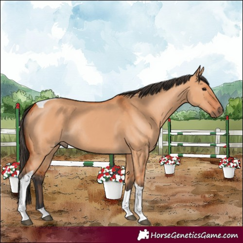 Horse Color:Bay Dun Tobiano Rabicano