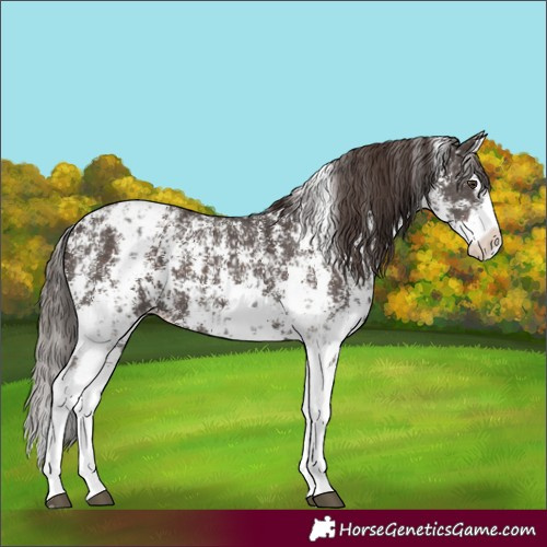 Horse Color:Liver Chestnut Sabino Splash Appaloosa  and Liver Chestnut Sabino Splash Appaloosa 