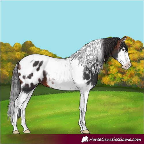 Horse Color:Brown Splash Tobiano Appaloosa
