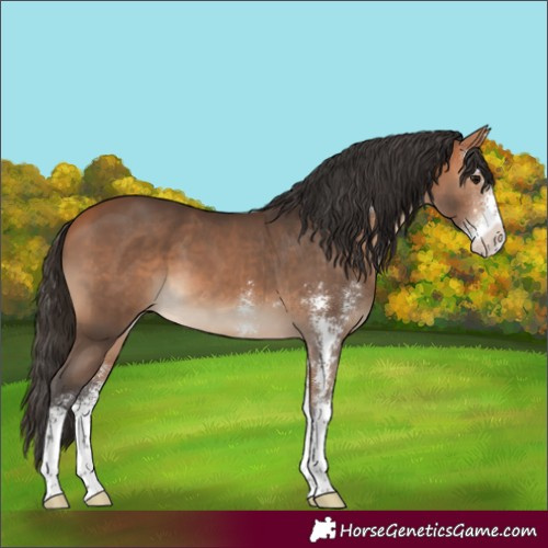Horse Color:Bay Sabino
