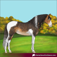 Horse Color:Buckskin Splash Tobiano