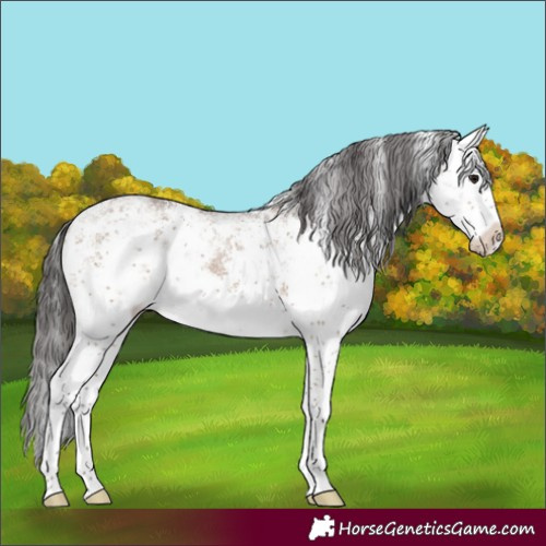 Horse Color:White Spotted Brown Dun Sabino