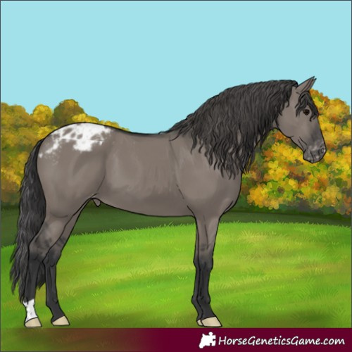 Horse Color:Grullo Appaloosa