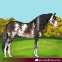 Horse Color:Brown Sabino 