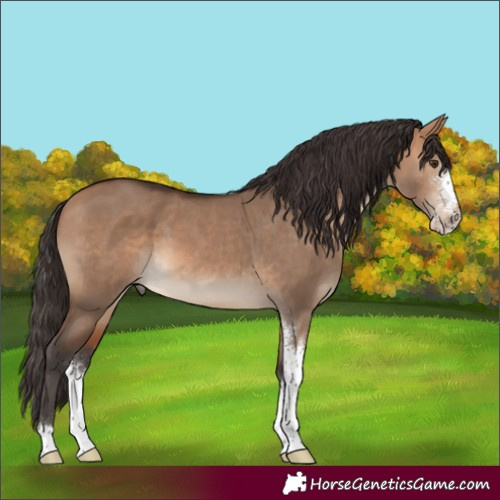 Horse Color:Bay Dun Sabino 