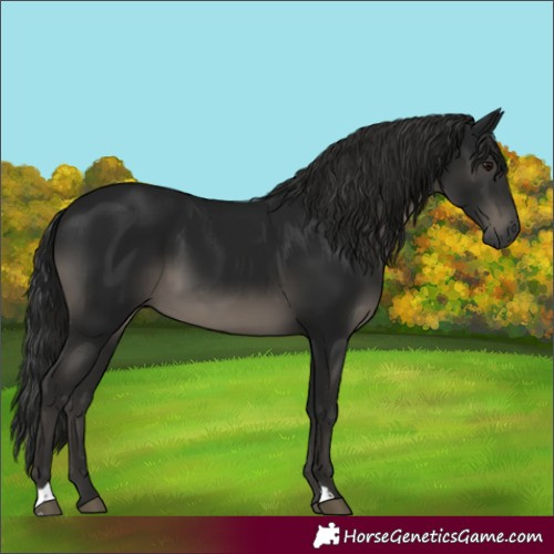 Horse Color:Gray Smoky Black 